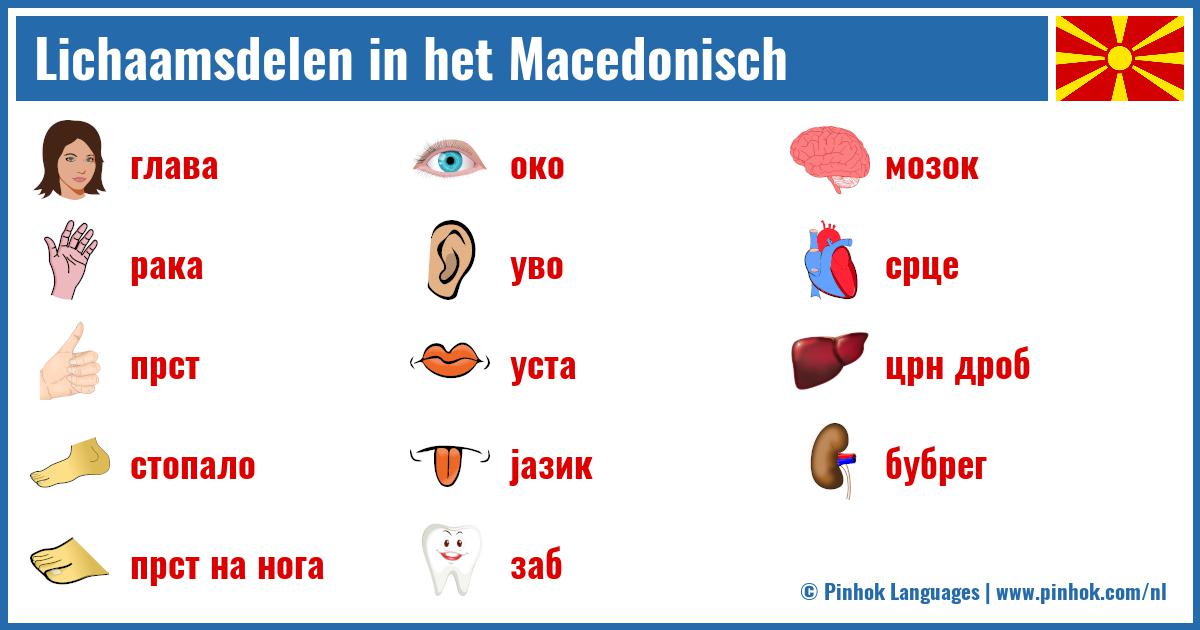 Lichaamsdelen in het Macedonisch