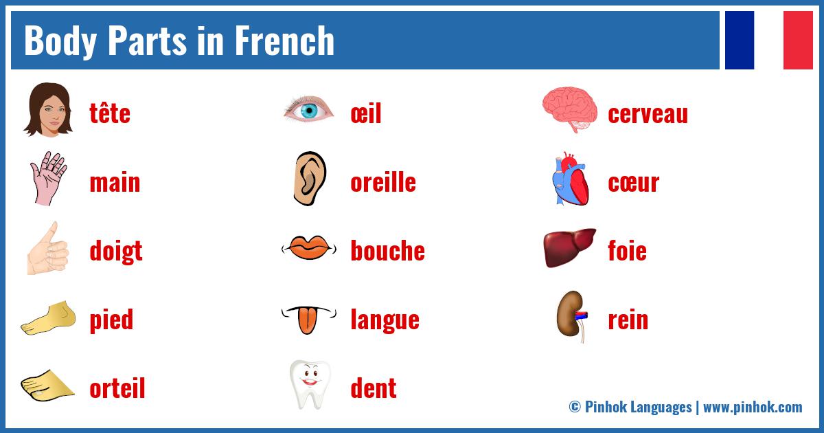 Body Parts in French