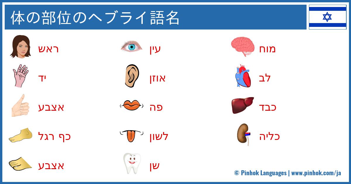 体の部位のヘブライ語名