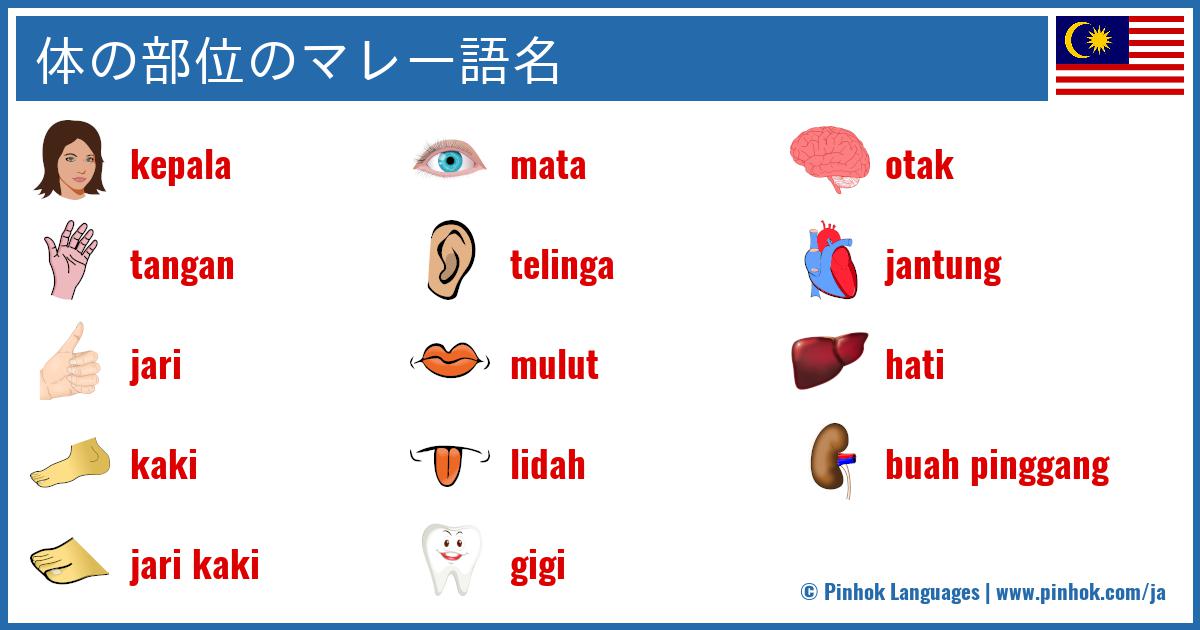 体の部位のマレー語名