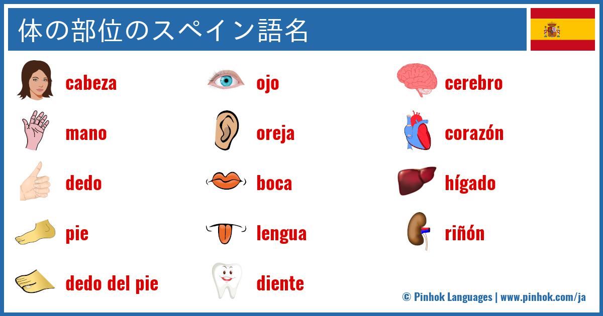 体の部位のスペイン語名